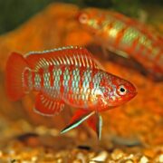 A close-up of a brightly colored fish with vivid red, orange, and blue markings swimming in an aquarium. Another similarly colored fish appears blurred in the background. The tank has orange and yellow decorations.