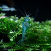 A close-up of a small blue shrimp with long antennae, perched on bright green aquatic plants underwater.