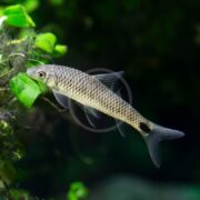 A single silver and black fish with a streamlined body and a dark spot near its tail swims near green aquatic plants in a freshwater aquarium.