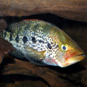 In a freshwater aquarium, the CICHLID - BAY SNOOK GREEN / WILD Petenia splendida with its green and yellow patterns and black spots glides gracefully among rocks, showcasing a prominent eye and fins shaded in subtle red.