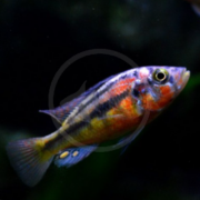 A colorful tropical fish with bright yellow, orange, blue, and black markings swims in a dark aquarium. Its fins are translucent with blue spots near the tail.