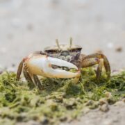 A close-up shows CRAB - FIDDLER Uca minax with its prominent claw, walking on a beach dotted with green seaweed and pebbles. The crabs features and textures are highlighted by natural light.