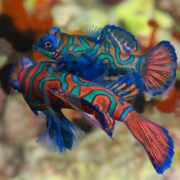 A vibrant DRAGONET - BLUE MANDARIN PAIR (Synchiropus splendidus) glides through a blurred marine background, showcasing striking blue, orange, and teal patterns resembling psychedelic designs.