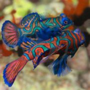 Two brightly colored mandarin fish with vibrant blue, orange, and green patterns swim close together in clear water, against a blurred background of coral reef.