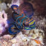 A colorful mandarin fish with vibrant blue, orange, and green patterns swims near coral underwater.