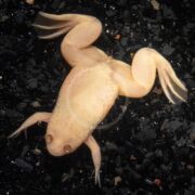 A light-colored albino frog with splayed limbs is seen from above, lying on a dark, gravelly surface.