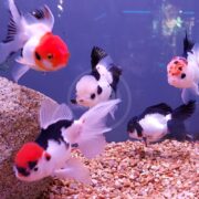 GOLDFISH - ORANDA TRICOLOR (Carassius auratus) with beautiful red, black, and white patterns swim gracefully over a rocky bottom in the aquarium; a large stone sits on the left against a crystal-clear backdrop.