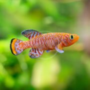 A small, brightly colored orange fish with blue stripes and spots swims against a blurred green background. Its tail fin is edged in black and yellow, and its eye is large and round.