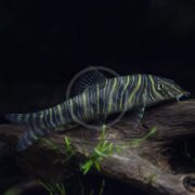 A striped fish with yellow and black horizontal lines rests on a piece of driftwood underwater, with some green aquatic plants visible around it.