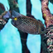 A colorful fish with orange and blue stripes and a yellow spot near its tail swims near coral branches in clear blue water.