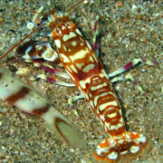 A brightly colored shrimp with orange, white, and brown patterns on its body rests on sandy ocean ground next to a fish with brown markings.