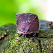 A small, vibrant SNAIL - FW BLUEBERRY SNAIL Vivaparus sp. with a purplish-brown shell rests on a mossy green surface, its blue and orange leg markings and visible antennae striking against the blurred, soft green backdrop.