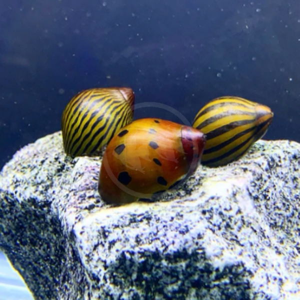 Three SNAIL - FW NERITE ASSORTED Neritina sp. snails, featuring unique striped and spotted designs, rest on a rocky underwater surface. Their marbled shells display yellow, orange, and brown hues against a deep blue aquatic backdrop.