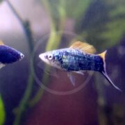 A close-up of two small colorful fish swimming in an aquarium, with one fish in focus showing a shiny blue-green body, orange-tipped fin, and clear background plants.