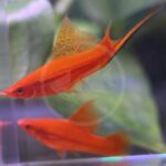 Two bright orange swordtail fish swim side by side in an aquarium, with green aquatic plants blurred in the background. One fish has an elongated lower tail fin resembling a sword.