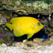 A bright yellow fish with a blue-ringed eye swims near rocks and coral in an aquarium. Its fins have a slight blue tint, and the background features textured stones and marine growth.