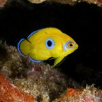 A bright yellow juvenile fish with a large black spot on its side and blue edges on its fins swims near a rocky underwater surface.