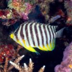 A small fish with black and white vertical stripes and yellow markings on its fins and face swims near colorful coral and marine plants underwater.
