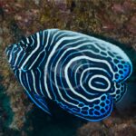 A brightly colored fish with bold black, white, and electric blue swirling stripes and spots swims near a rocky underwater surface.