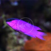 A vibrant purple fish with a dark head swims in an aquarium with a blurred background of aquatic plants and rocks.