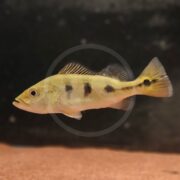 A yellowish fish with dark vertical spots along its body swims in an aquarium with a dark background and sandy bottom.