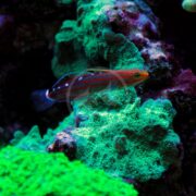 A small, brightly colored fish with red and blue stripes swims near vibrant green coral and rocks in an aquarium setting.