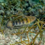 A small, colorful fish with spots and stripes swims near seaweed and rocks underwater. The fish has a rounded tail and distinct, vibrant markings along its body and head.