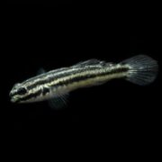 A small fish with a slender body, translucent fins, and two prominent horizontal black stripes running from head to tail, swimming against a plain black background.