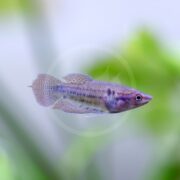 A close-up of a small, purple-blue fish with a slightly translucent body and fins, swimming in water with a blurred green background.