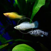 Three colorful molly fish—a yellow, a white with blue fins, and a black-and-white spotted one—swim among green aquarium plants against a dark blue background.