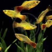 A group of yellow and orange tropical fish swim together in an aquarium with green aquatic plants in the background.