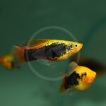 Two vibrant orange and black platy fish swim in clear greenish water, with one fish in sharp focus and the other partially blurred in the background.