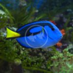 A vibrant blue tang fish with a yellow tail swims near green coral and plants in an aquarium, against a blurred underwater background.