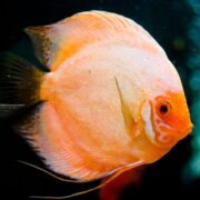 A close-up of an orange discus fish with a round, flat body and long fins, swimming against a dark, blurred background.