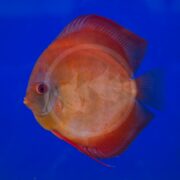 A bright orange and red discus fish with a round, flat body swims against a solid deep blue background.