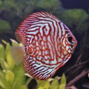 A colorful discus fish with vibrant red and white wavy patterns on its body swims near green aquatic plants in an aquarium.