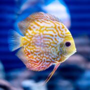 A bright yellow and orange discus fish with intricate wavy patterns swims in an aquarium with a blurred blue background.
