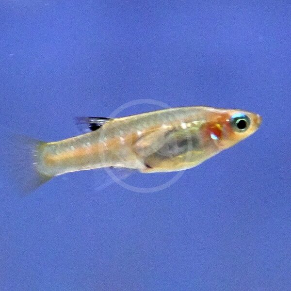 A small, slender fish with a translucent body and light orange accents near its head swims against a blue background.
