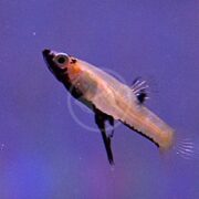 A small, slender fish with a pointed head and translucent fins swims in a blue and purple water background. Its body is light-colored, and its large eye is prominent.