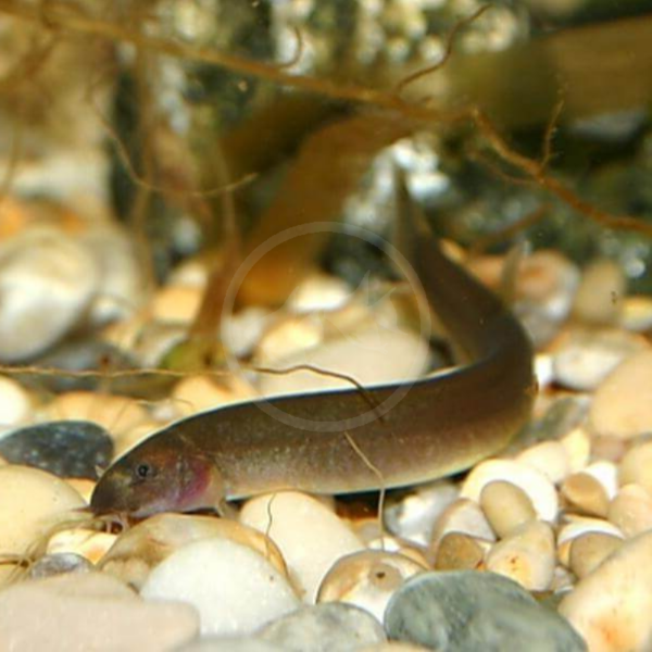 A small brownish fish with barbels near its mouth swims over smooth, light-colored pebbles in a freshwater aquarium. Brown algae and rocks are visible in the background.