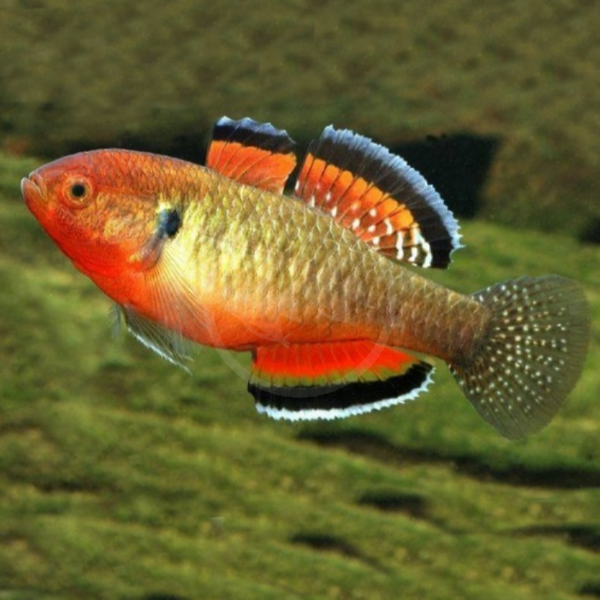 A brightly colored fish with a red-orange head and belly, yellow-green body, black-marked fins with white edges, and a spotted tail, swimming over a mossy, greenish background.