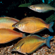 A group of colorful rainbowfish with yellow and blue iridescent scales swimming above gravel in a freshwater aquarium, with green aquatic plants in the background.