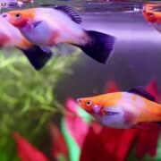 Two orange and white fish with black tails swim in a clear aquarium with green plants and red leaves in the background.