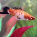 An orange and black fish swims in an aquarium with green and pink plants in the background.