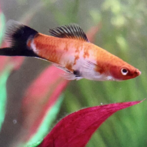 An orange and black fish swims in an aquarium with green and pink plants in the background.