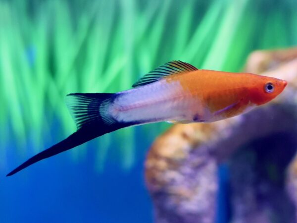A colorful swordtail fish with an orange head, white body, and long black tail swims in a clear aquarium with green plants and a blurred rock in the background.