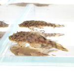 Two small PLECOSTOMUS - HONEYCOMB BRISTLENOSE L519 Ancistrus sp. Rio Itenez with mottled brown patterns rest at the bottom of a clear aquarium, light reflecting off the water against a white background.