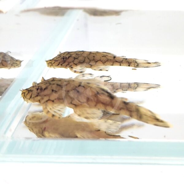 Two small PLECOSTOMUS - HONEYCOMB BRISTLENOSE L519 Ancistrus sp. Rio Itenez with mottled brown patterns rest at the bottom of a clear aquarium, light reflecting off the water against a white background.