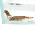 Two small brown, patterned PLECOSTOMUS - HONEYCOMB BRISTLENOSE L519 Ancistrus sp. Rio Itenez rest with their flattened bodies and wide heads against the glass corner of a water-filled aquarium.