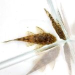 Two small, brown, patterned PLECOSTOMUS - HONEYCOMB BRISTLENOSE L519 Ancistrus sp. Rio Itenez catfish with long tails swim in a clear glass tank by the corner, their reflections visible on the tank walls.